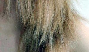 cabelo poroso